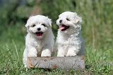 BICHON MALTAIS 065